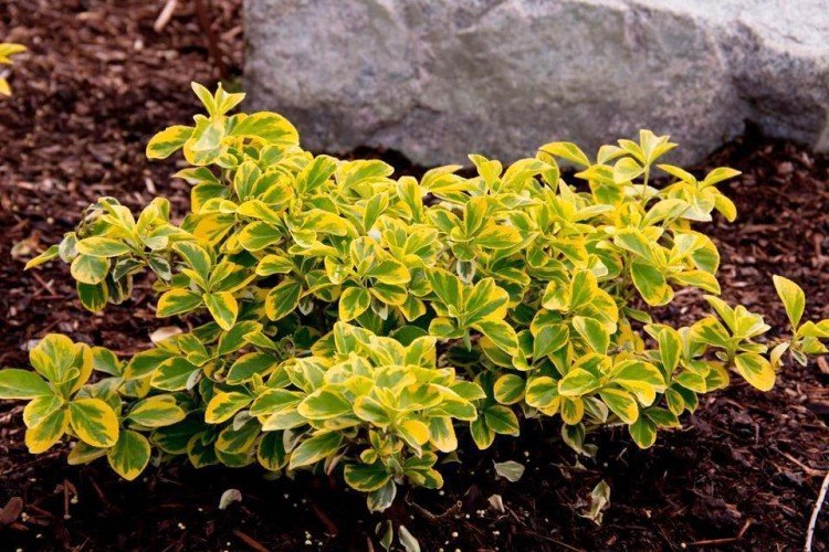 Euonymus - photo
