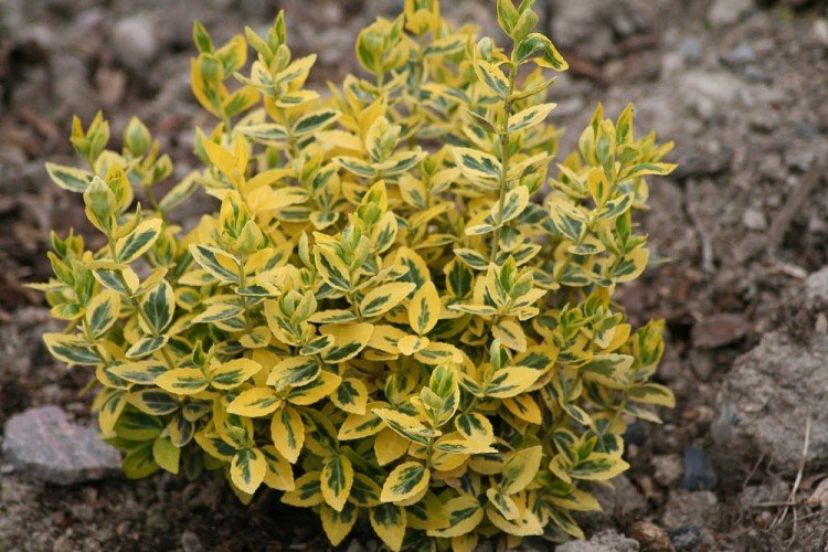 Eonymus de la fortune