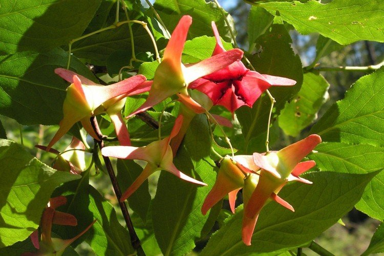 Euonymus à grandes ailes