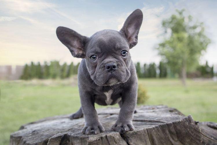 Santé et maladie - Bouledogue français