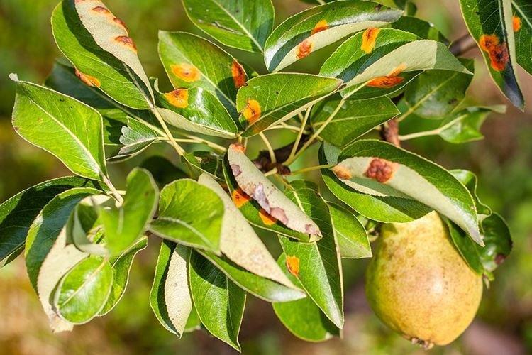 Principe d'action - Mode d'emploi Fongicide Horus