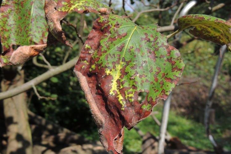 Principe d'action - Mode d'emploi Fongicide Horus