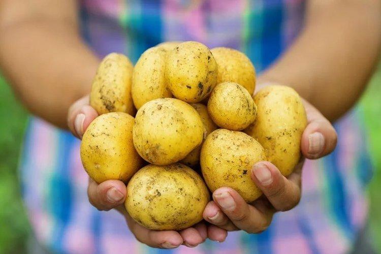 Fongicide Quadris - Précautions d'emploi importantes