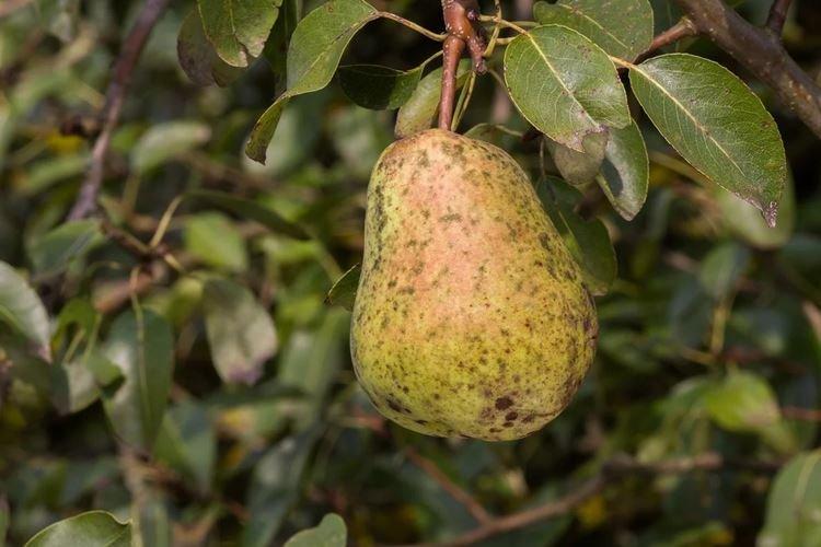 Avantages du fongicide Strobi