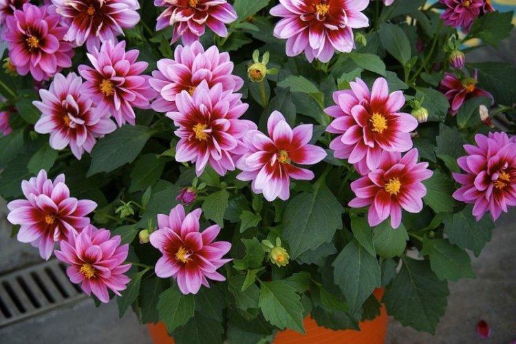 Informations générales - Dahlias