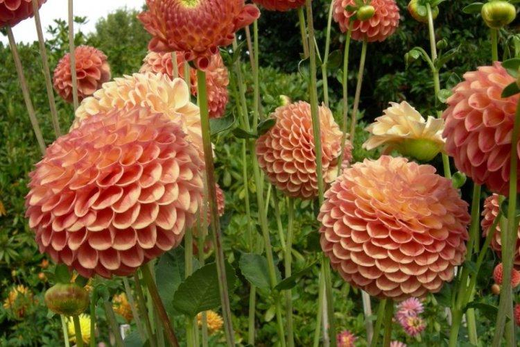 Température - Dahlia Care