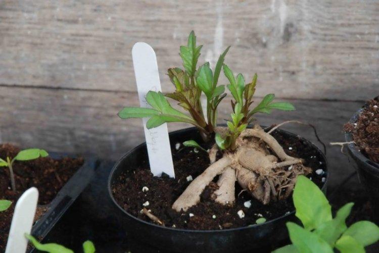 Engrais et alimentation - Dahlia care