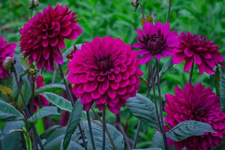 Dahlias - photo