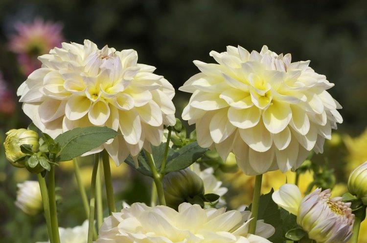 Dahlias - photo