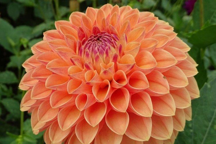 Dahlias - photo