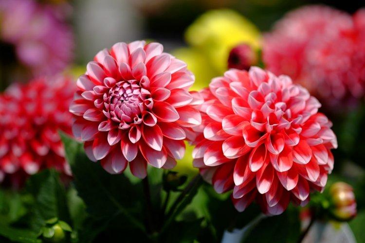 Dahlias - photo