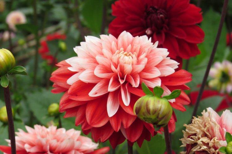 Dahlias - photo