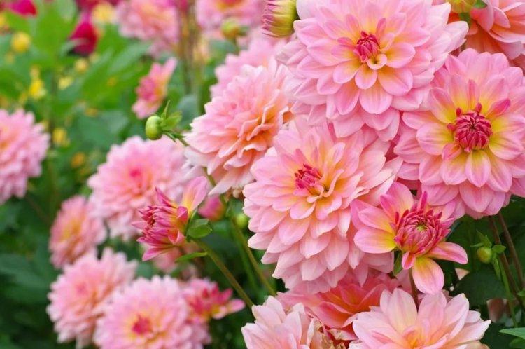 Dahlias - photo