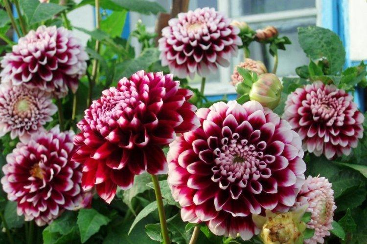 Dahlias - photo