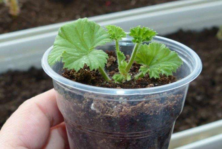 Autres méthodes d'élevage - Soins à domicile du géranium