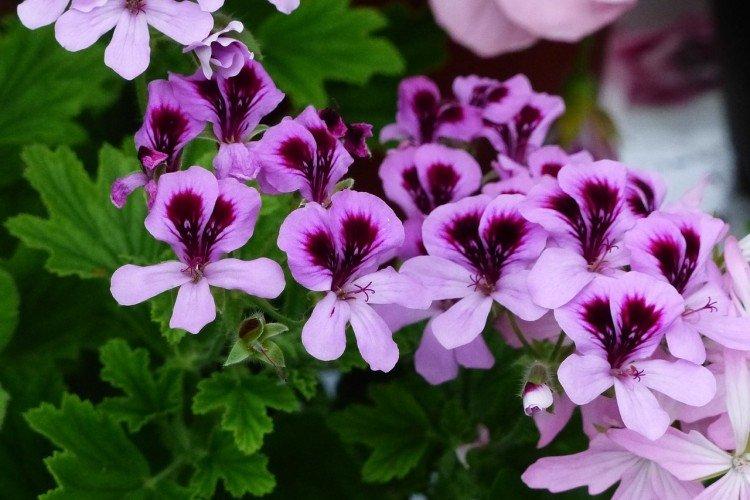 Important - Soins à domicile Géranium