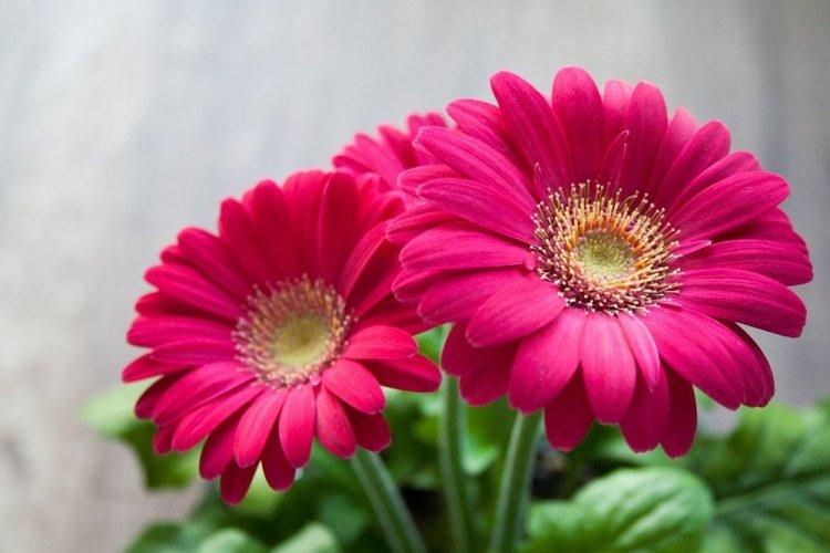 Gerbera Aldebaran - Types de Gerbera