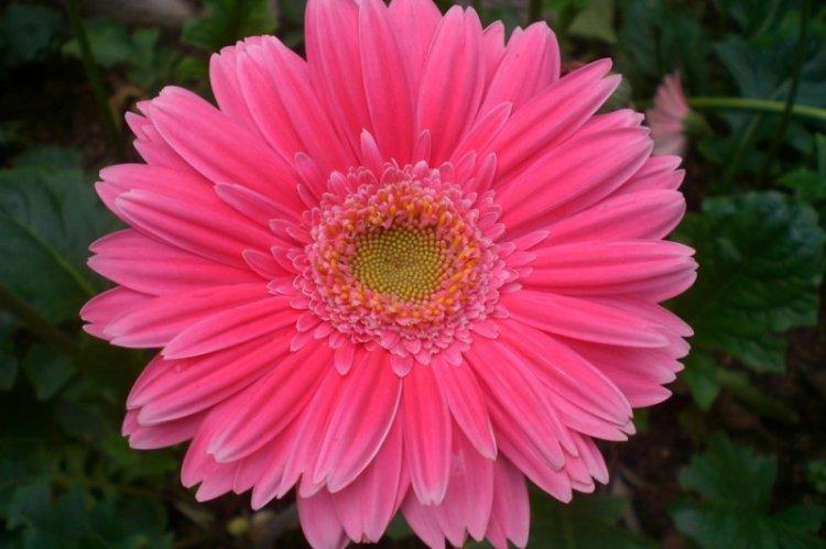 Gerbera Hollywood - Types de Gerbera