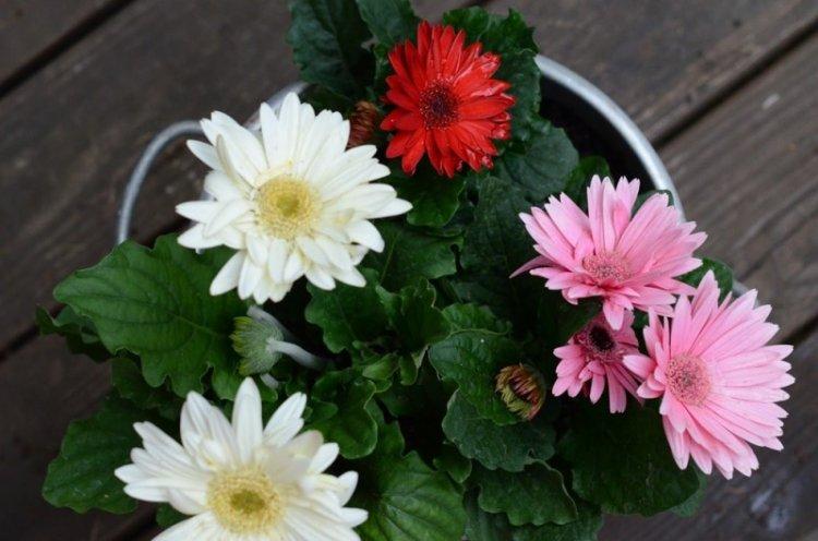 Engrais et fertilisation - Gerbera care