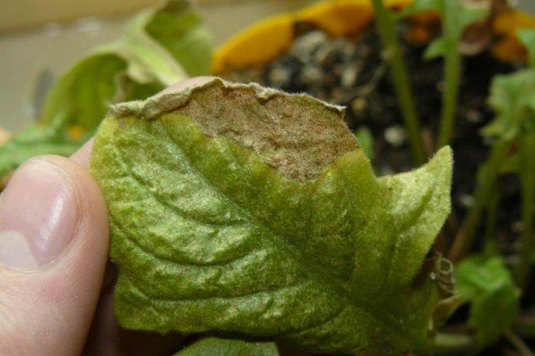 Lutte contre les parasites et les maladies - Gerbera