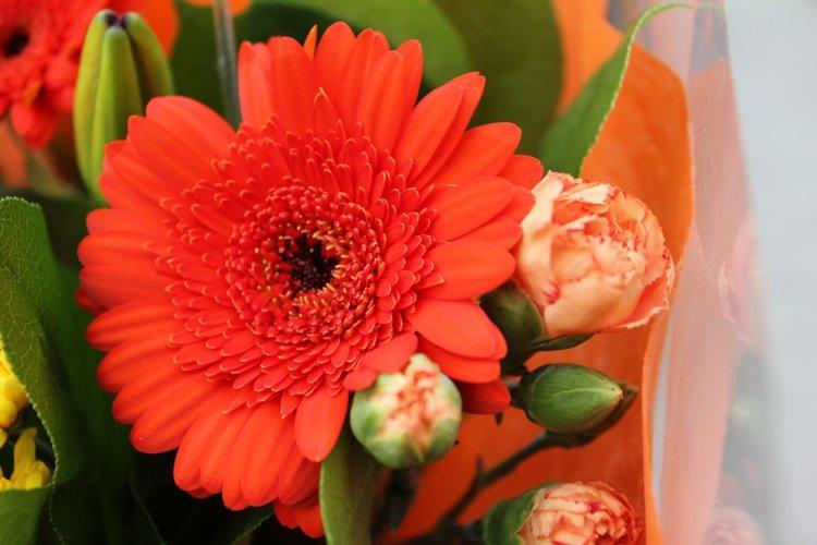 Gerbera - photo
