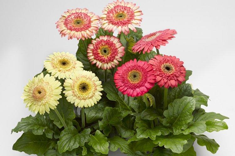 Gerbera - photo