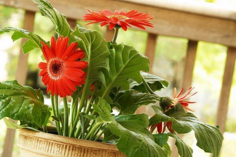 Gerbera - photo