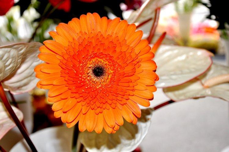 Gerbera - photo