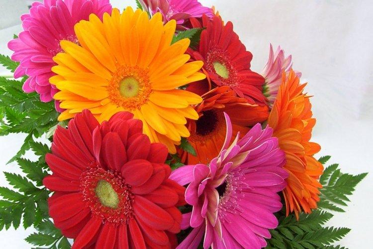 Gerbera - photo