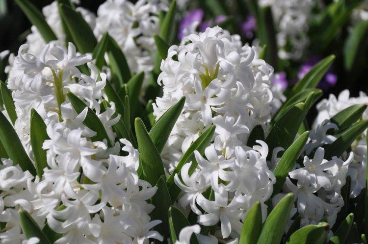 Jacinthe orientale blanchâtre - Espèce de jacinthe