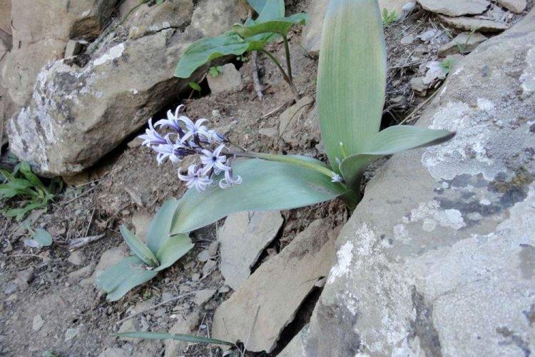 Jacinthe Litvinova - Types de jacinthes