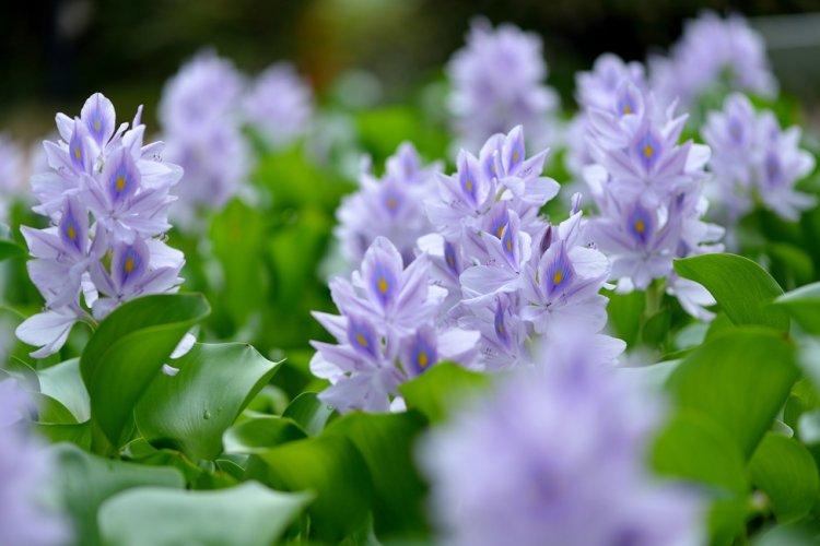 Jacinthe d'eau - Types de jacinthes