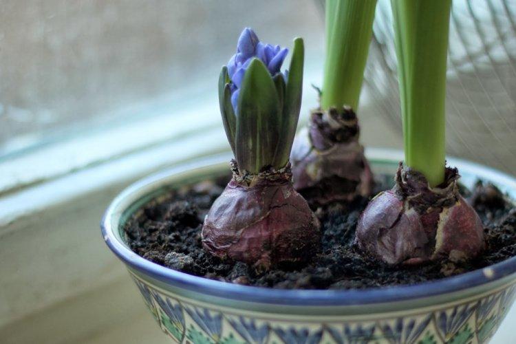 Température - Hyacinthe Care