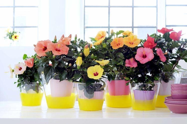 Hibiscus (70 photos): types et caractéristiques des soins