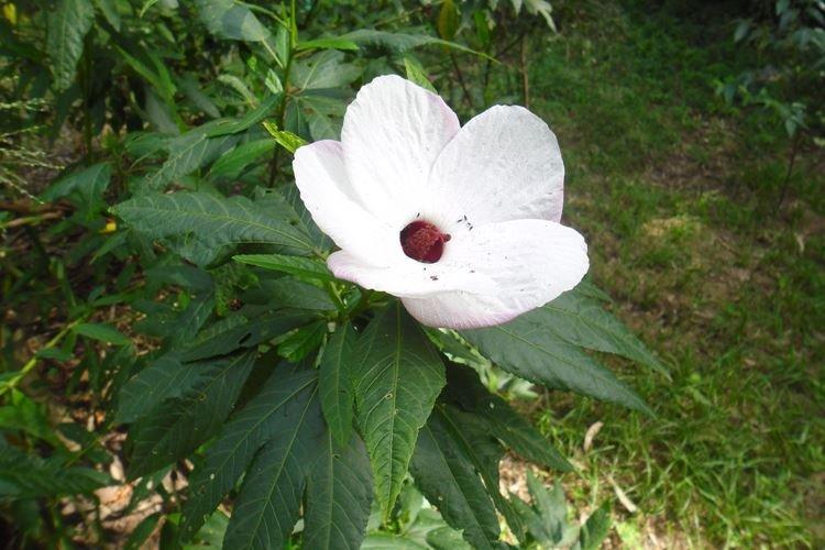Hibiscus à feuilles mixtes - Espèces d'hibiscus