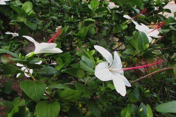 Hibiscus Arnotti - Espèces d'hibiscus