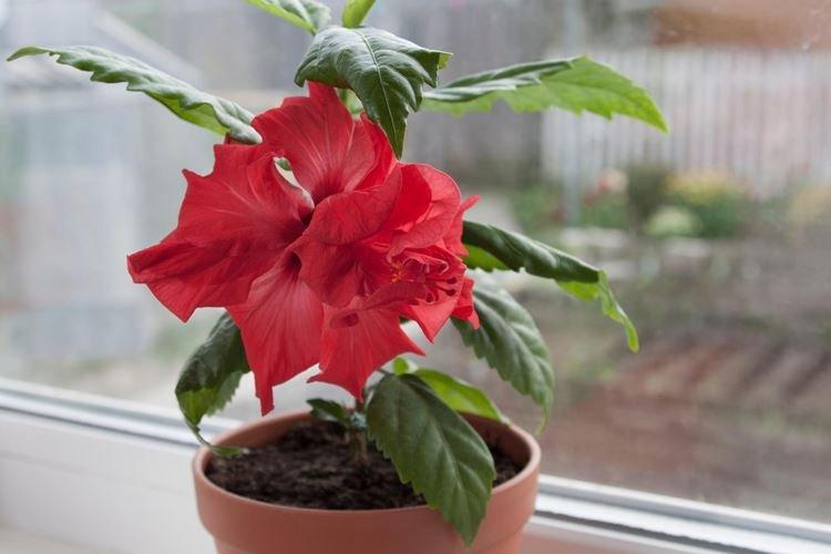 Eclairage - Hibiscus Care