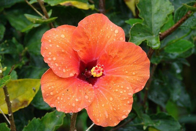 Arrosage - Hibiscus Care
