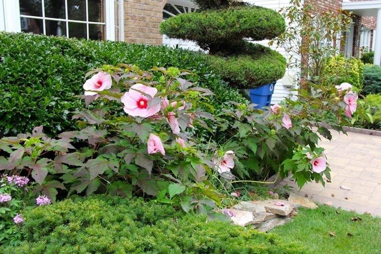 Engrais et alimentation - Soin de l'hibiscus