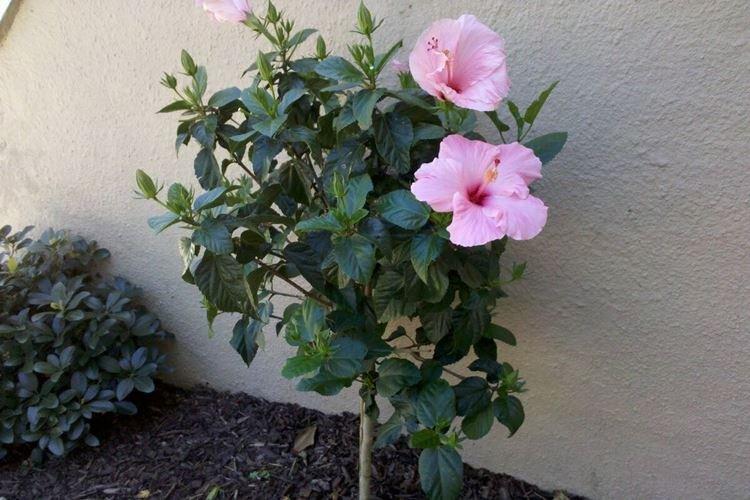 Taille - Entretien de l'hibiscus