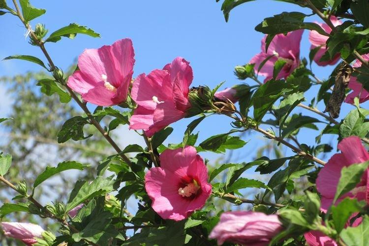 Hibiscus - photo