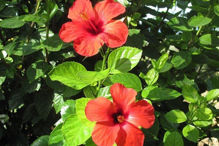 Hibiscus - photo