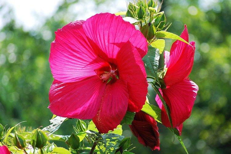 Hibiscus - photo