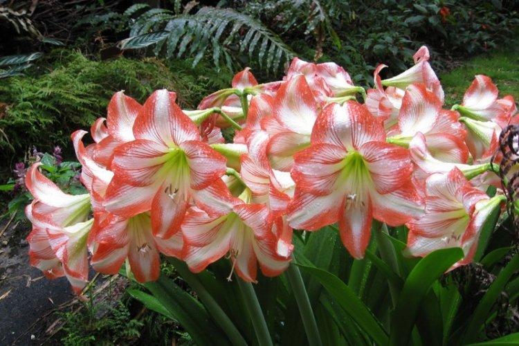Informations générales - Hippeastrum