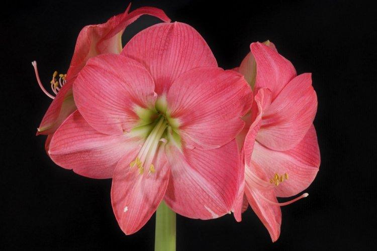 Cavalier Hippeastrum - Types d'Hippeastrum