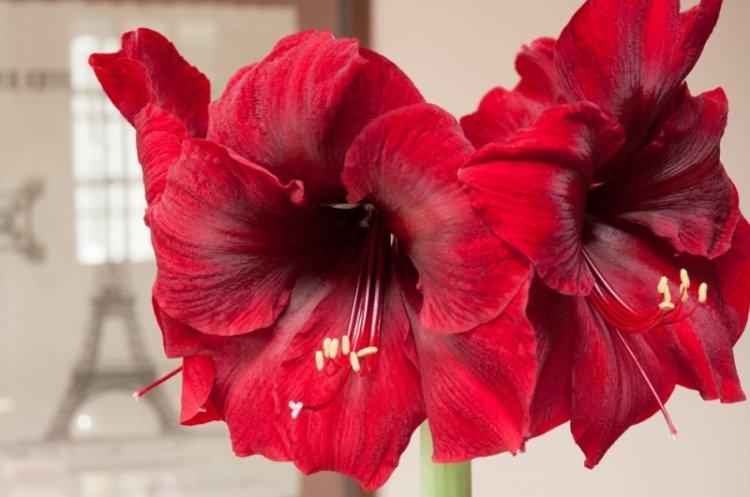 Royal Hippeastrum - Types d'Hippeastrum