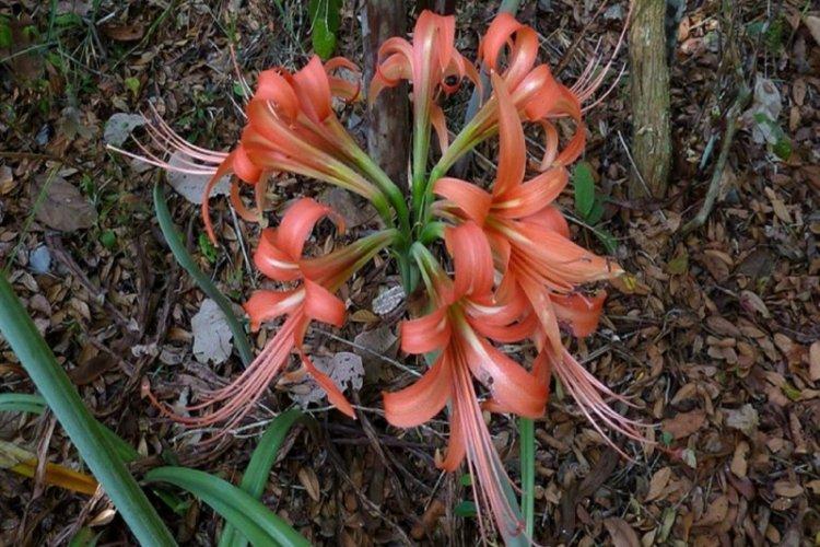 Hippeastrum colonnaire - types d'hippeastrum