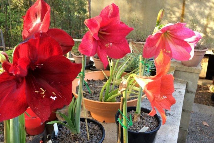 Éclairage - Hippeastrum Care