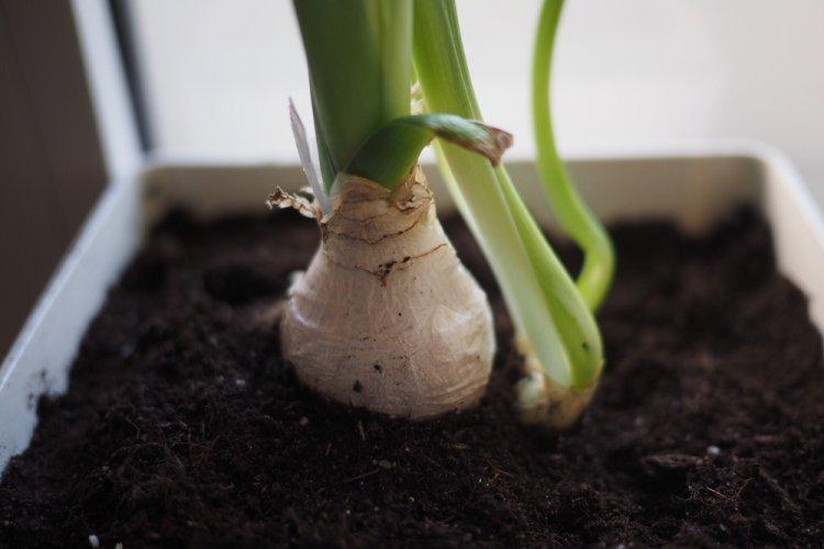 Arrosage - Soins Hippeastrum