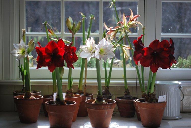 Hippeastrum - photo